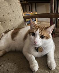 Lost Male Cat last seen Morningside Dr. Sunnyvale, CA , Sunnyvale, CA 94087
