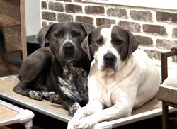 Lost Female Dog last seen S Crockett St, Sherman, TX 75090