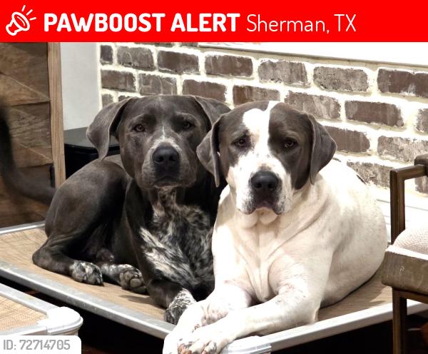 Lost Female Dog last seen S Crockett St, Sherman, TX 75090