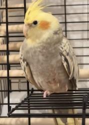 Lost Female Bird last seen Near Byron street , West Yorkshire, England BD3