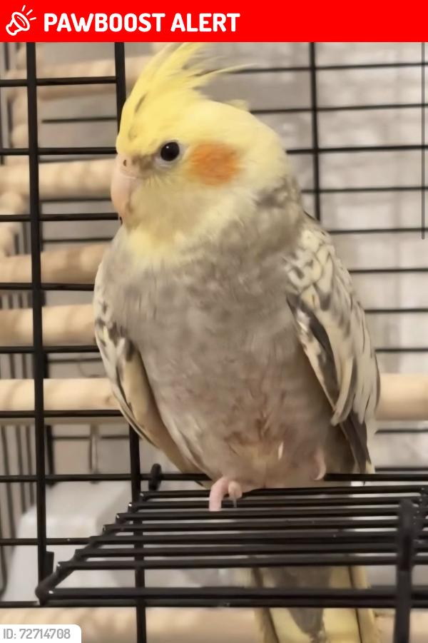 Lost Female Bird last seen Near Byron street , West Yorkshire, England BD3