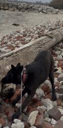 Lost Male Dog last seen Near sawtell rd Cleveland , Cleveland, OH 44127