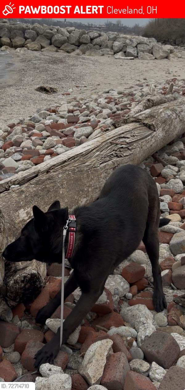 Lost Male Dog last seen Near sawtell rd Cleveland , Cleveland, OH 44127