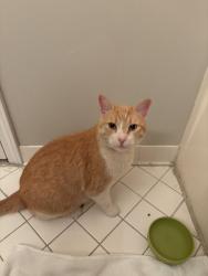 Found/Stray Unknown Cat last seen Mill Rock St and Providence Dr, Lawrenceville, GA 30044