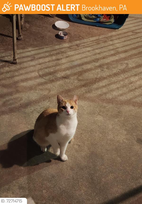 Found/Stray Unknown Cat last seen East Avon Road, Parkside, PA, Brookhaven, PA 19015