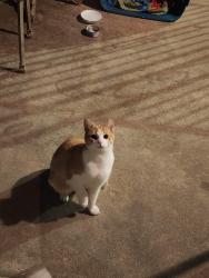 Found/Stray Unknown Cat last seen East Avon Road, Parkside, PA, Brookhaven, PA 19015