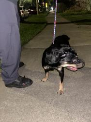 Found/Stray Female Dog last seen Boulevard park , Sacramento, CA 94240