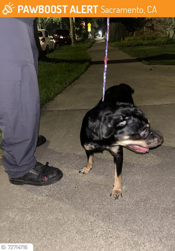 Found/Stray Female Dog last seen Boulevard park , Sacramento, CA 94240