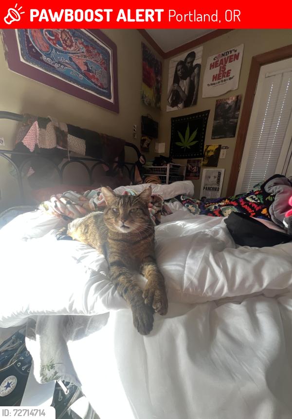 Lost Male Cat last seen tibbets & cesar e chavez, Portland, OR 97206