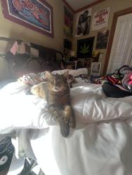 Lost Male Cat last seen tibbets & cesar e chavez, Portland, OR 97206