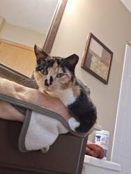 Found/Stray Female Cat last seen 140th st near Hugo Public works, Hugo, MN 55038