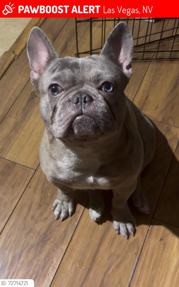 Lost Male Dog last seen Rainbow and smoke ranch , Las Vegas, NV 89108