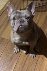 Lost Male Dog last seen Rainbow and smoke ranch , Las Vegas, NV 89108