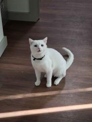 Lost Male Cat last seen Melgert PL and Nottingham Dr, Sarasota, FL 34235
