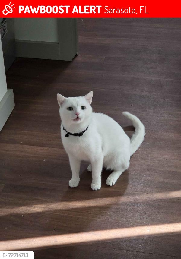 Lost Male Cat last seen Melgert PL and Nottingham Dr, Sarasota, FL 34235