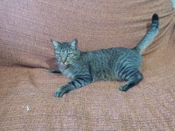 Lost Male Cat last seen Avenida das Palmeiras, Portais (Polvilho), SP 