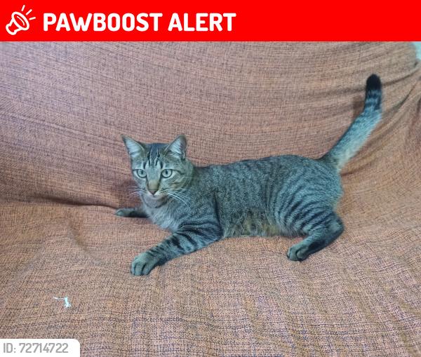 Lost Male Cat last seen Avenida das Palmeiras, Portais (Polvilho), SP 