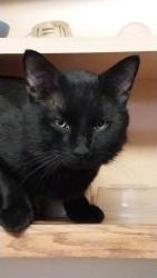 Lost Male Cat last seen 18th and Blaine majestic view area, Sioux Falls, SD 57103