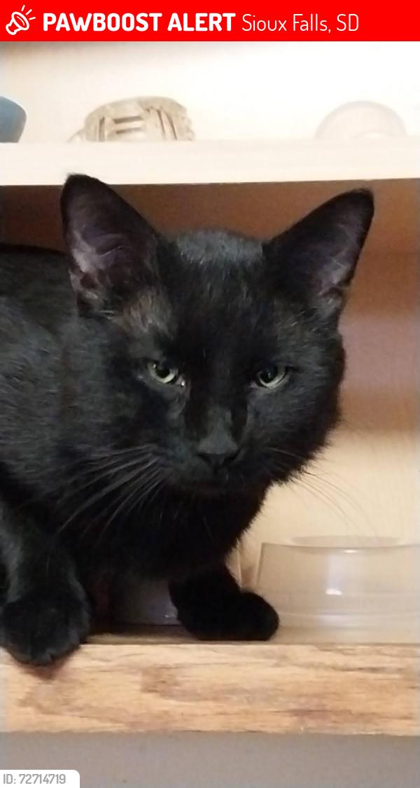 Lost Male Cat last seen 18th and Blaine majestic view area, Sioux Falls, SD 57103