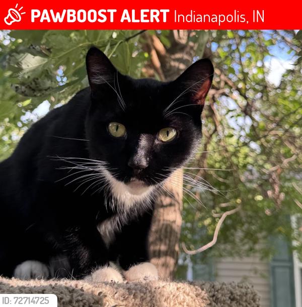 Lost Male Cat last seen Linden Way, Indianapolis, IN 46234