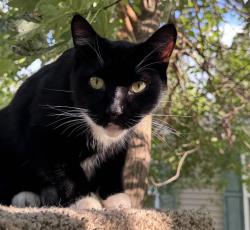Lost Male Cat last seen Linden Way, Indianapolis, IN 46234
