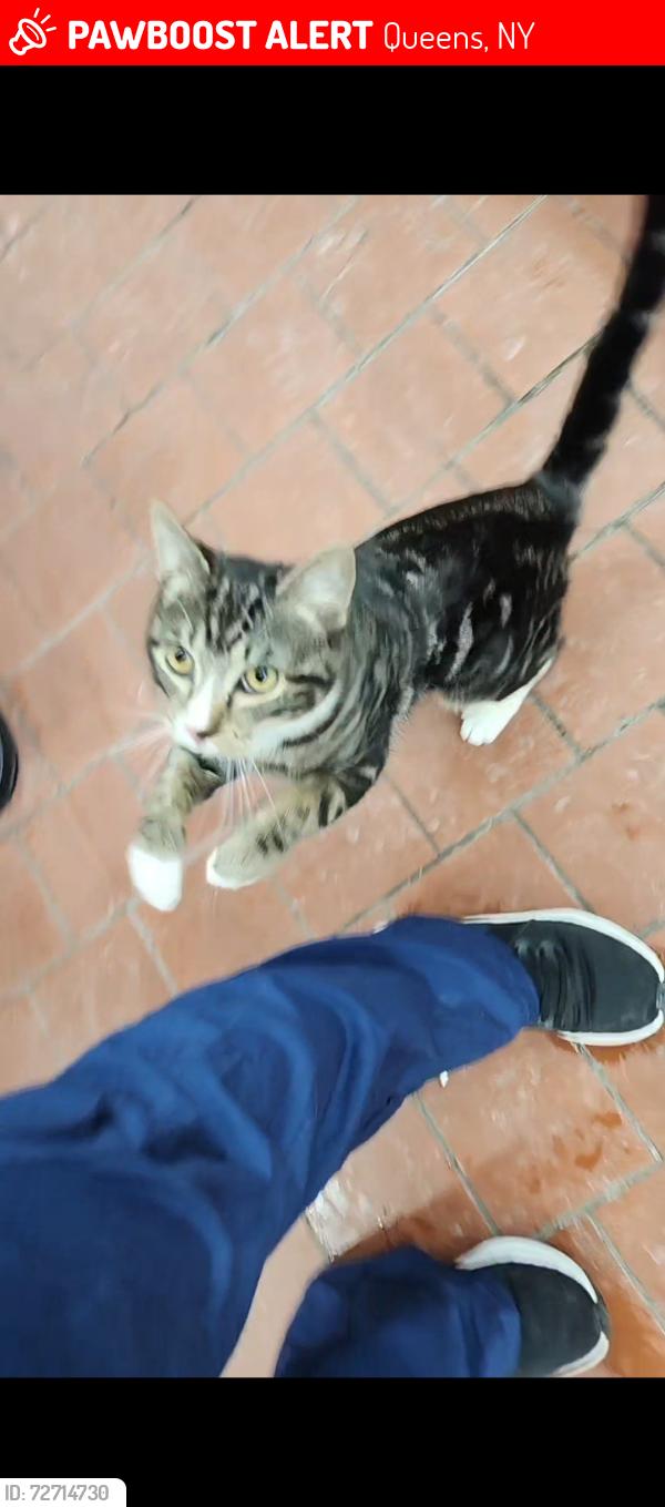 Lost Male Cat last seen Union Turnpike and Springfield Blvd , Queens, NY 11364