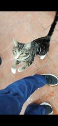 Lost Male Cat last seen Union Turnpike and Springfield Blvd , Queens, NY 11364