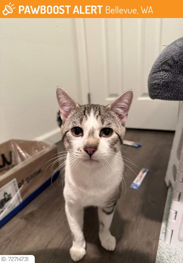 Found/Stray Male Cat last seen Kelsey Ridge apmts, Bellevue, WA 98005
