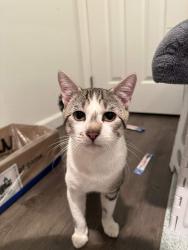 Found/Stray Male Cat last seen Kelsey Ridge apmts, Bellevue, WA 98005