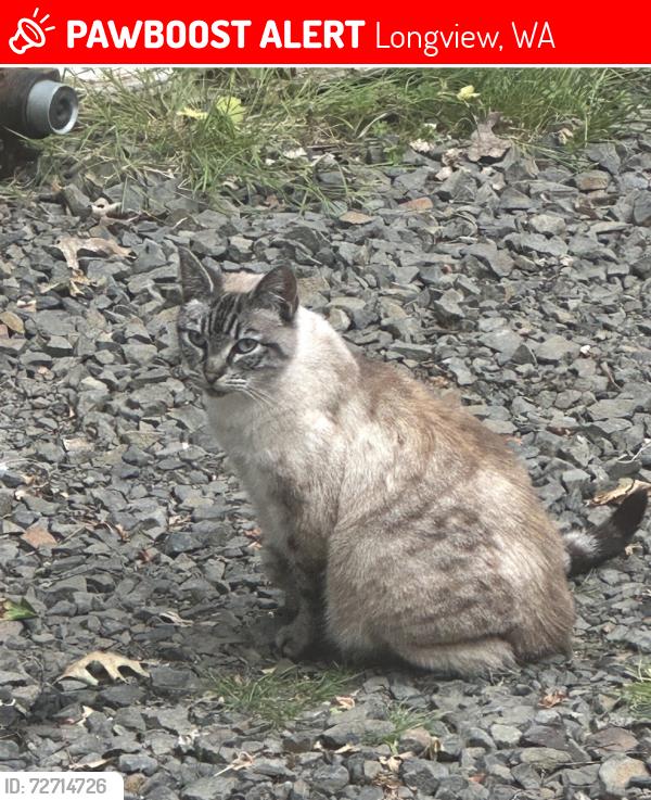 Lost Female Cat last seen Lake sacujawia in longview 30th , Longview, WA 98632