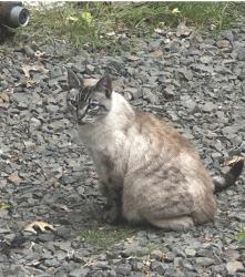 Lost Female Cat last seen Lake sacujawia in longview 30th , Longview, WA 98632