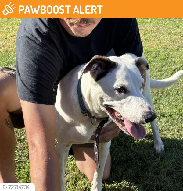 Found/Stray Female Dog last seen Meckiff street Upper Mount Gravatt , Upper Mount Gravatt, QLD 4122