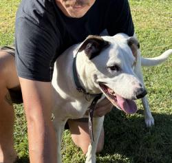 Found/Stray Female Dog last seen Meckiff street Upper Mount Gravatt , Upper Mount Gravatt, QLD 4122