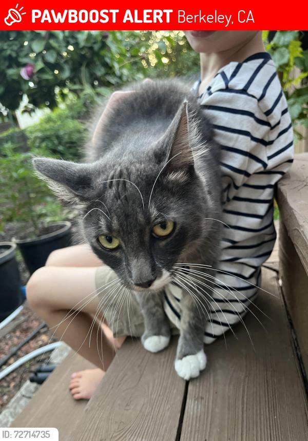 Lost Male Cat last seen Grizzly peak forest lane , Berkeley, CA 94708