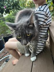 Lost Male Cat last seen Grizzly peak forest lane , Berkeley, CA 94708