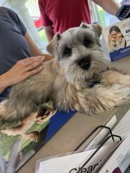 Found/Stray Female Dog last seen Olympiad and Alicia, Mission Viejo, CA 92692