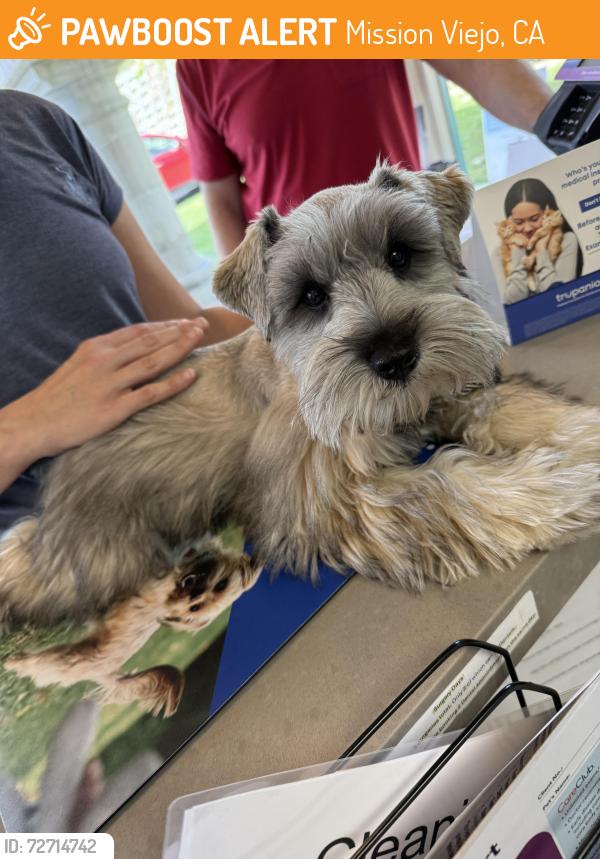 Found/Stray Female Dog last seen Olympiad and Alicia, Mission Viejo, CA 92692
