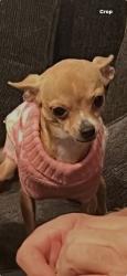 Lost Female Dog last seen I street Chula Vista, Chula Vista, CA 91910