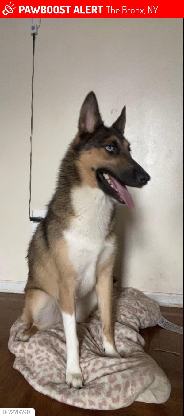 Lost Female Dog last seen Near Bryant Ave Bronx NY 10474, The Bronx, NY 10474