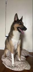 Lost Female Dog last seen Near Bryant Ave Bronx NY 10474, The Bronx, NY 10474