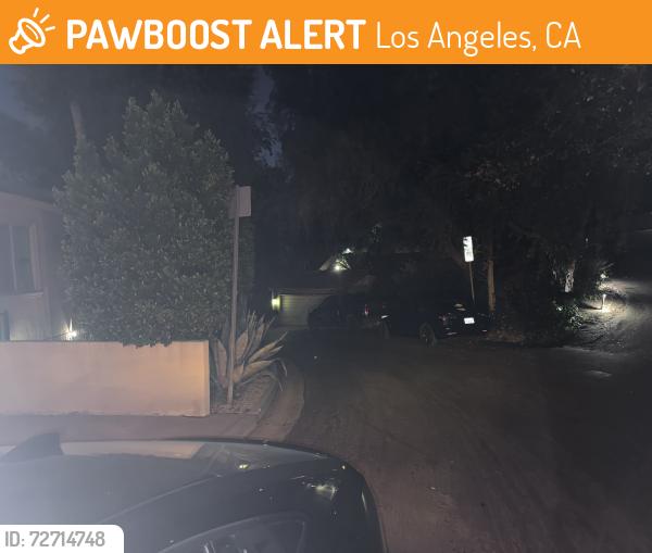 Found/Stray Unknown Dog last seen In the street on sunshine terrace, Los Angeles, CA 91604