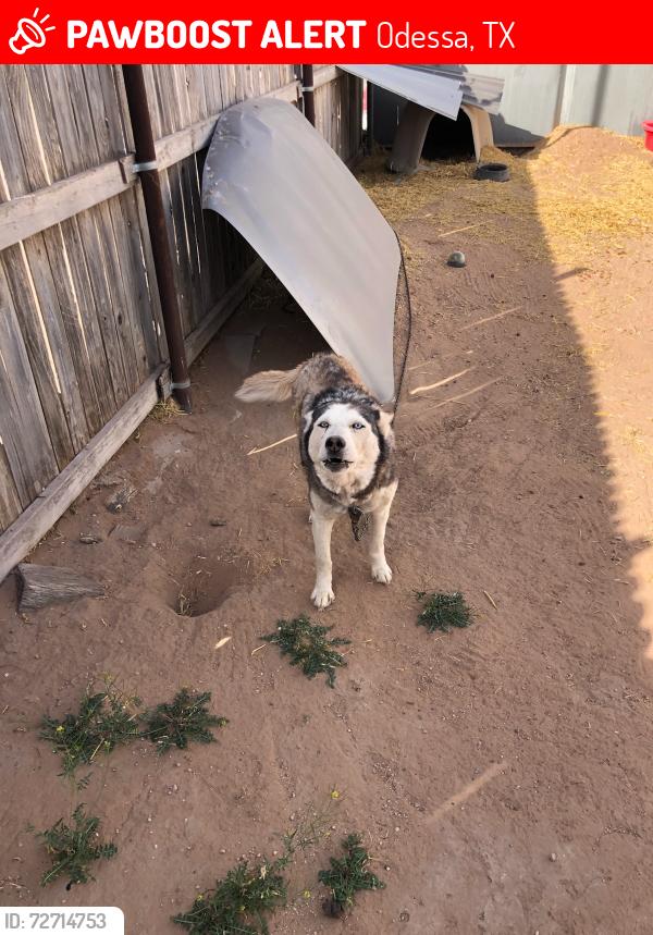 Lost Female Dog last seen Elizabeth and Moss, Odessa, TX 79761