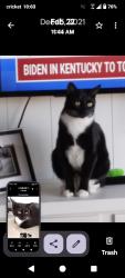 Lost Male Cat last seen 16th Street and Bell okay now how do I get to, Phoenix, AZ 85022