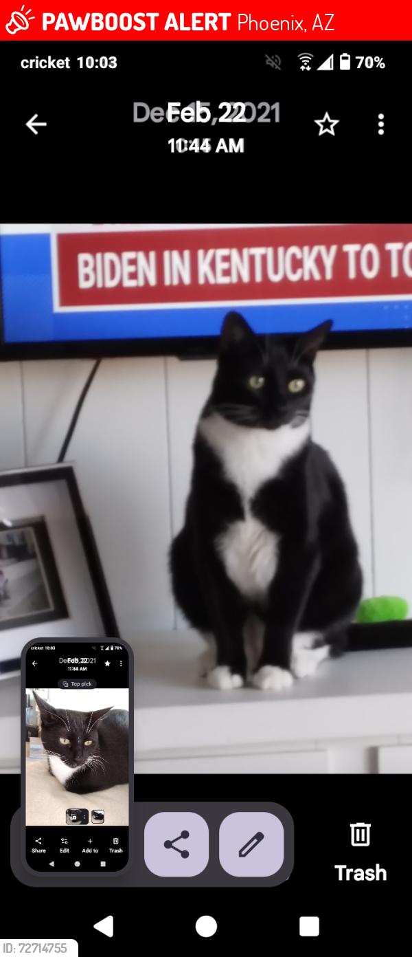 Lost Male Cat last seen 16th Street and Bell okay now how do I get to, Phoenix, AZ 85022