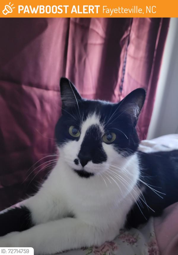 Found/Stray Female Cat last seen Food lion rosehill road, Fayetteville, NC 28311