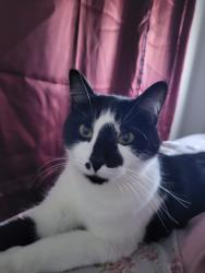 Found/Stray Female Cat last seen Food lion rosehill road, Fayetteville, NC 28311