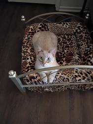 Lost Male Cat last seen Rancho vista/Mira Loma Dr , Temecula, CA 92592