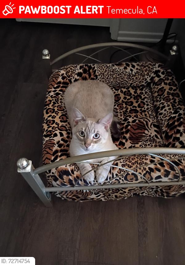 Lost Male Cat last seen Rancho vista/Mira Loma Dr , Temecula, CA 92592