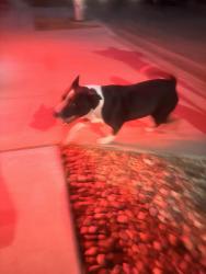 Found/Stray Female Dog last seen Shaw and Brawley , Fresno, CA 93721