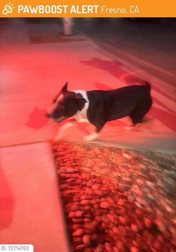 Found/Stray Female Dog last seen Shaw and Brawley , Fresno, CA 93721